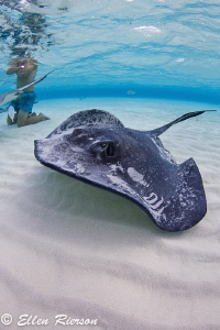 This was taken at the Stingray Sandbar in Cayman, with na... by Ellen Rierson 